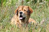 DOGUE DU TIBET 042